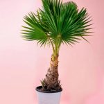 washingtonia-palmera
