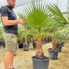 washingtonia-palmera-arbol