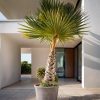 washingtonia-palmera-chalet