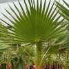 washingtonia-palmera-hoja