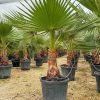 washingtonia-palmera-maceta