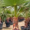 washingtonia-palmera-tallo