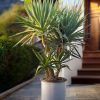 yucca-elephantipes-multitronco