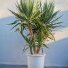 yucca-elephantipes-multitronco-terraza