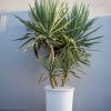 yucca-elephantipes-xl
