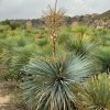 yucca-rostrata-flor