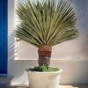 yucca-rostrata-terraza