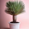 yucca-rostrata-xl