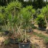 yucca-vivero