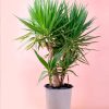 yucca-xl