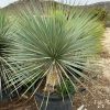 yucca-xl-rostrata