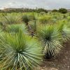 yuccas-rostrata-viveros