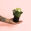 kalanchoe blanco mini planta