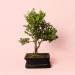 Carmona Retusa bonsai Macrophylla