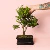 Carmona Retusa bonsai Macrophylla arbol