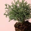 Chamaecyparis Baby Blue flor