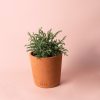 Chamaecyparis Baby Blue maceta