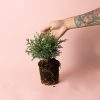 Chamaecyparis Baby Blue planta