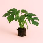 Monstera Minima M