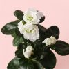 Rhododendron Blanco Mini flor