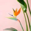avedelparaiso-flor
