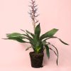Aechmea Blue Rain