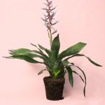 Aechmea Blue Rain
