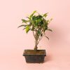 bonsai ficus retusa