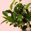 bonsai ficus retusa hoja