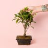 bonsai ficus retusa planta