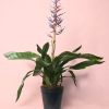 bromelia-maceta