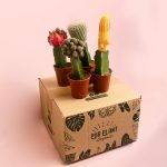 cactusbox-minis