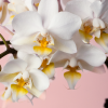 flor-orquidea-blanca-mini