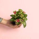 kalanchoe-rosa-mini
