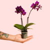 mini orquidea lila