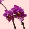 mini orquidea lila flor