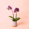 mini orquidea lila maceta