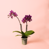 mini orquidea lila planta