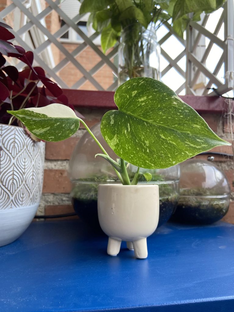 Imagen #1 de Beatriz