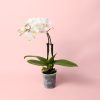 orquidea-mini-blanca