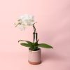 orquidea-mini-blanca-maceta