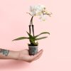 orquidea-mini-blanca-planta