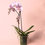 orquidea-pink-m-planta