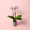 orquidea-pink-mini