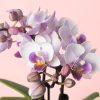 orquidea pink mini flor