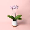 orquidea-pink-mini-maceta