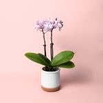 orquidea-pink-mini-maceta