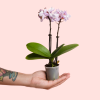 orquidea-pink-mini-planta