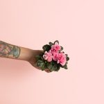 rhododendron-rosa-mini