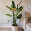 strelitzia-regina-salon